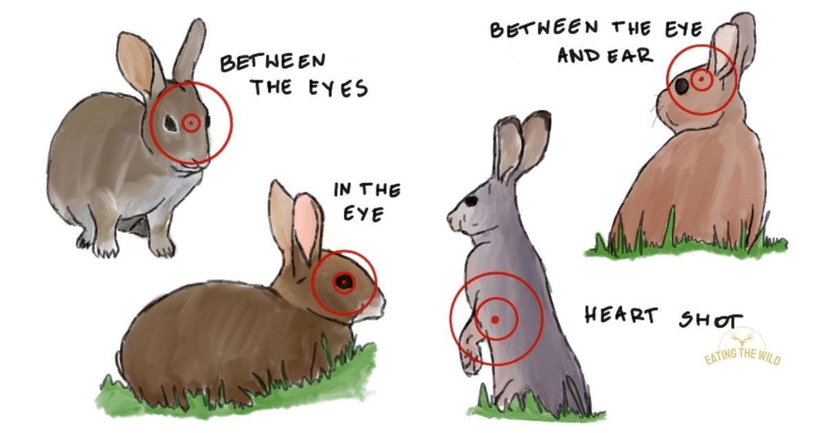 Where to Shoot a Rabbit With an Air Rifle