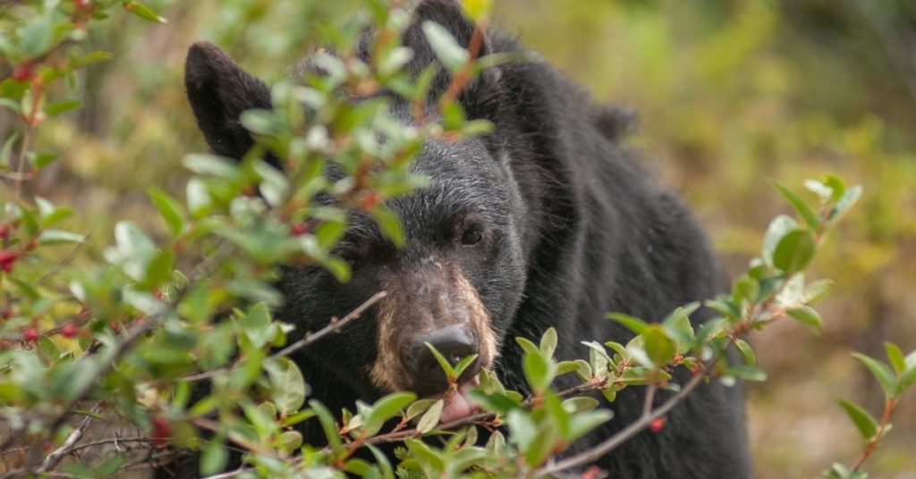 Why Can You Eat Black Bear and Not Brown Bear