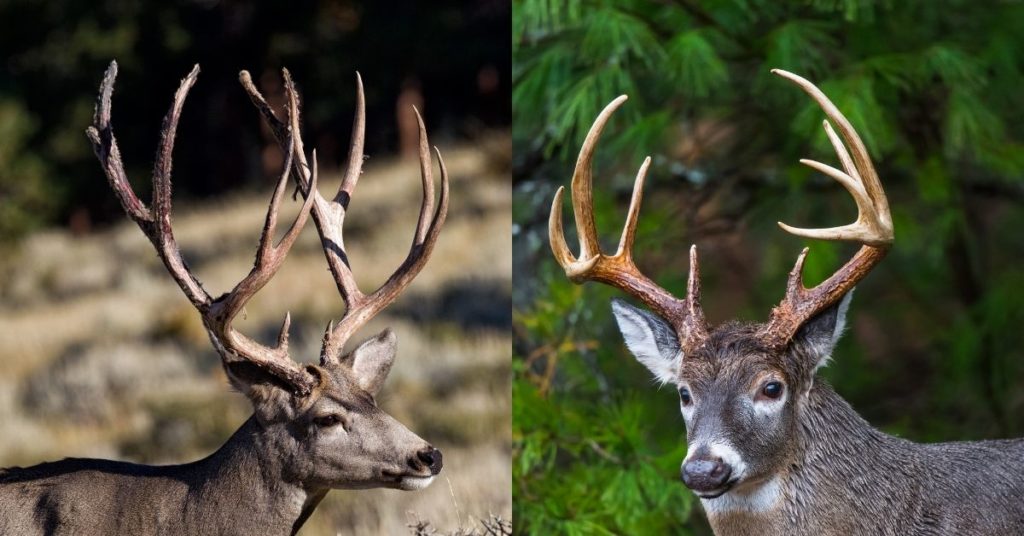 Mule Deer vs Whitetail Deer Antlers