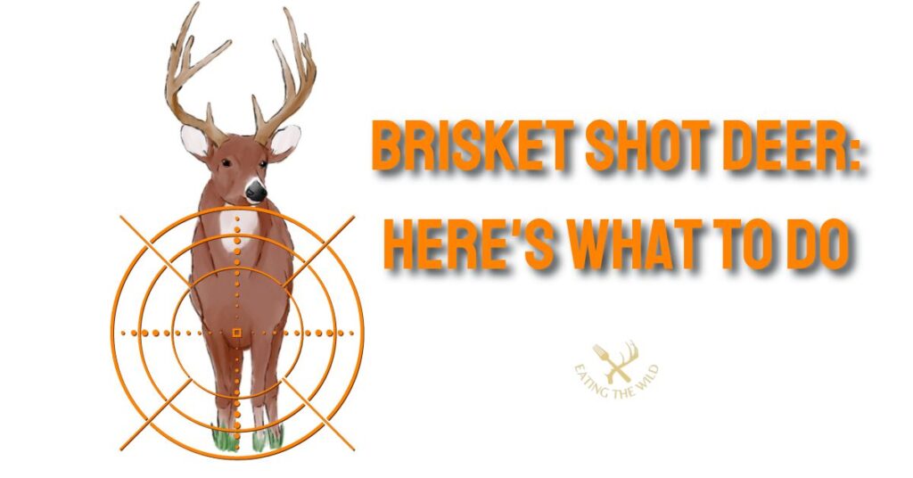 Brisket Shot Deer: Here's What to do