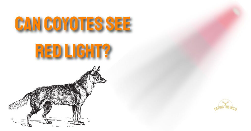 Can Coyotes See Red Light?