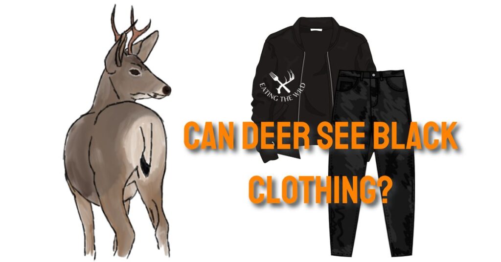 Can Deer See Black Clothing?