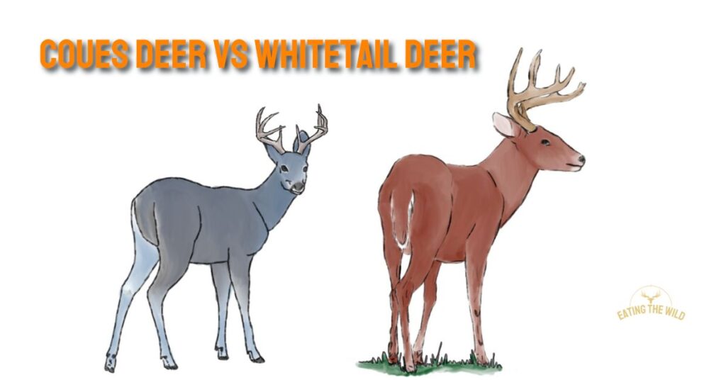 Coues Deer vs Whitetail Deer