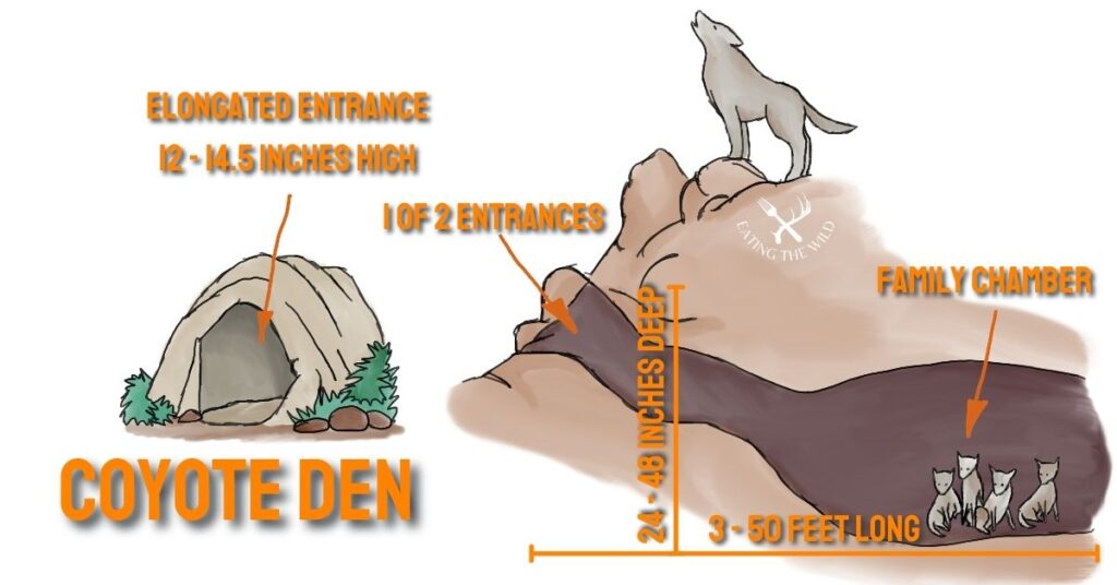 Coyote Den vs Fox Den