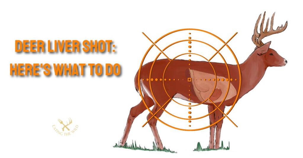 Deer Liver Shot: Here's What to do