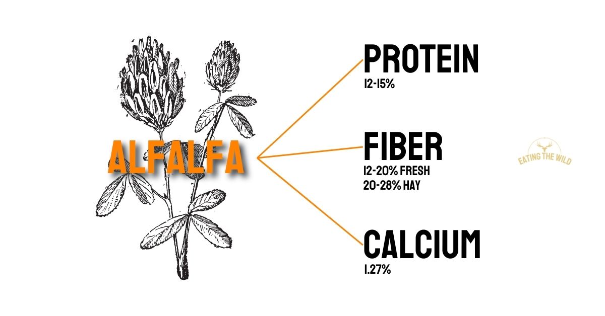 Do Deer Eat Alfalfa?