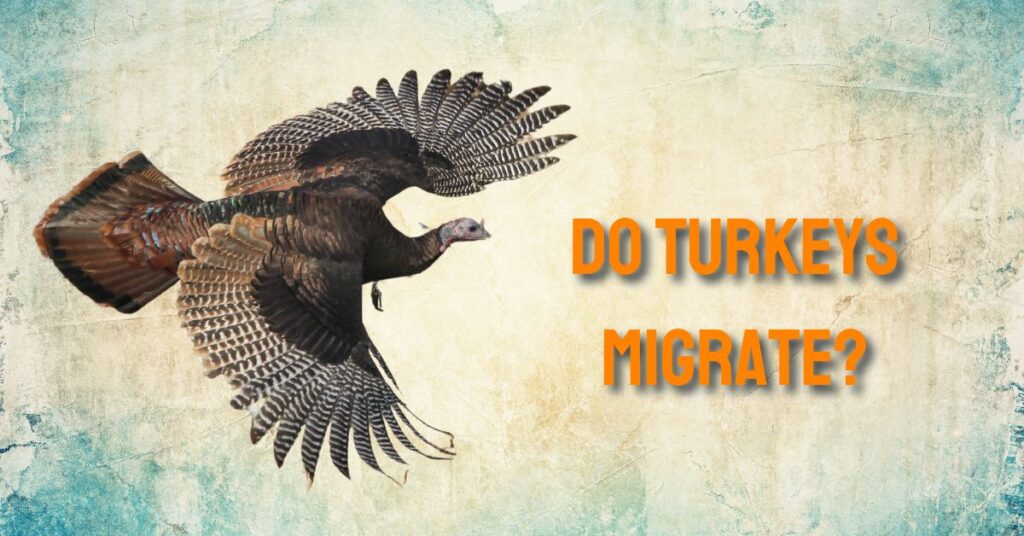 Do Turkeys Migrate?
