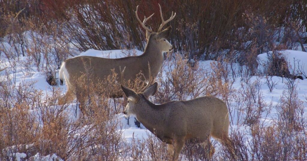 Mule Deer vs Blacktail: The Real Difference
