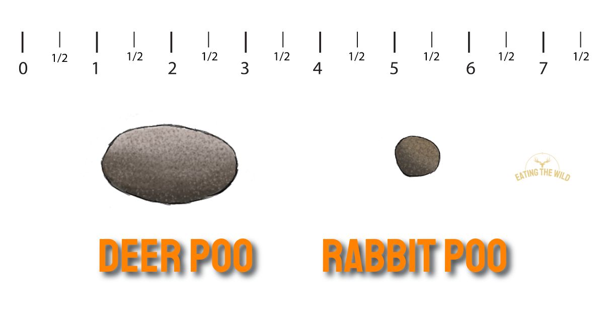 Rabbit vs Deer Poop Spot the Difference