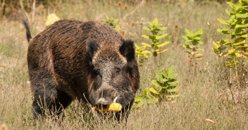 What Do Wild Hogs Eat?