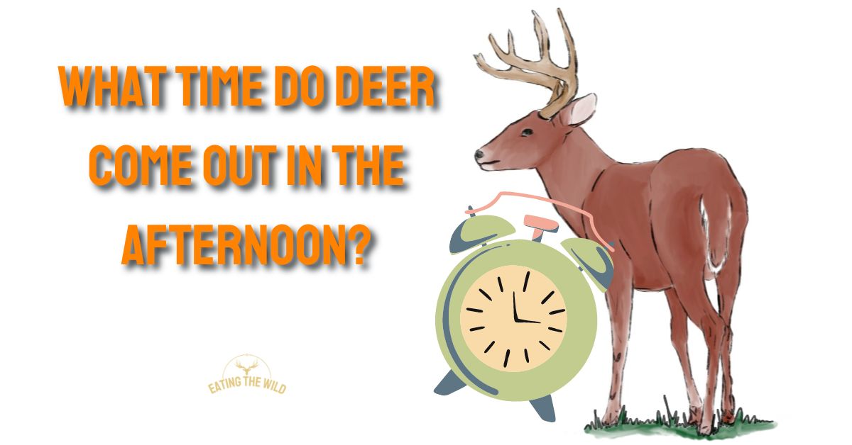 What Time Do Deer Come Out in the Afternoon