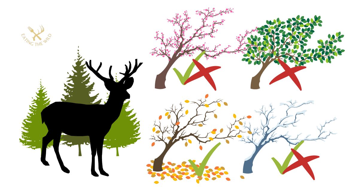 When do Deer Move the Most?