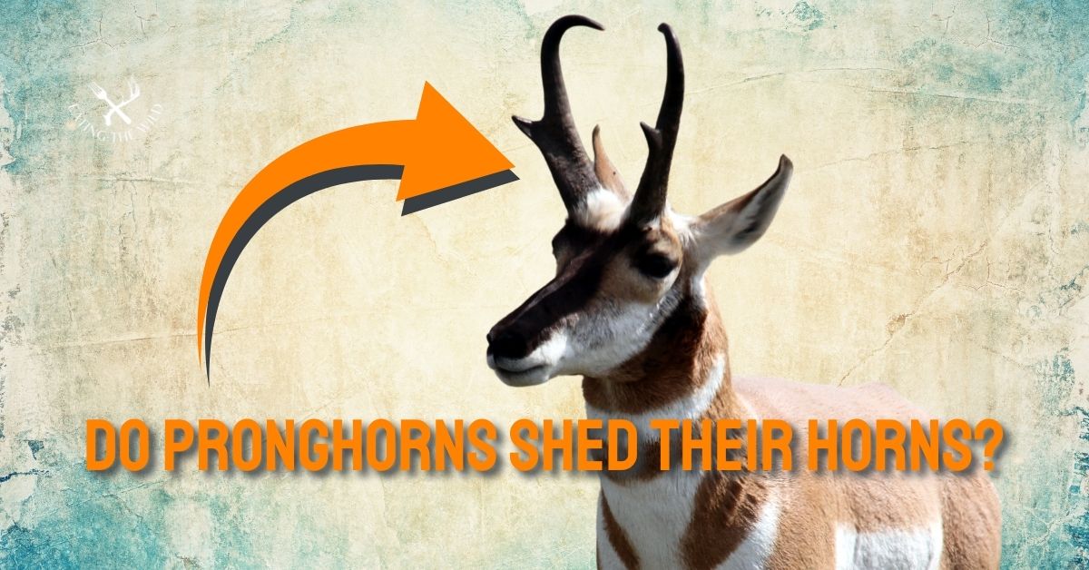 Do Pronghorns Shed Their Horns? (Explained)