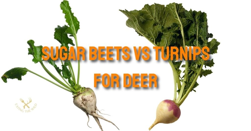 Sugar Beets vs Turnips For Deer