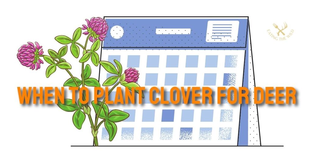 When to Plant Clover For Deer