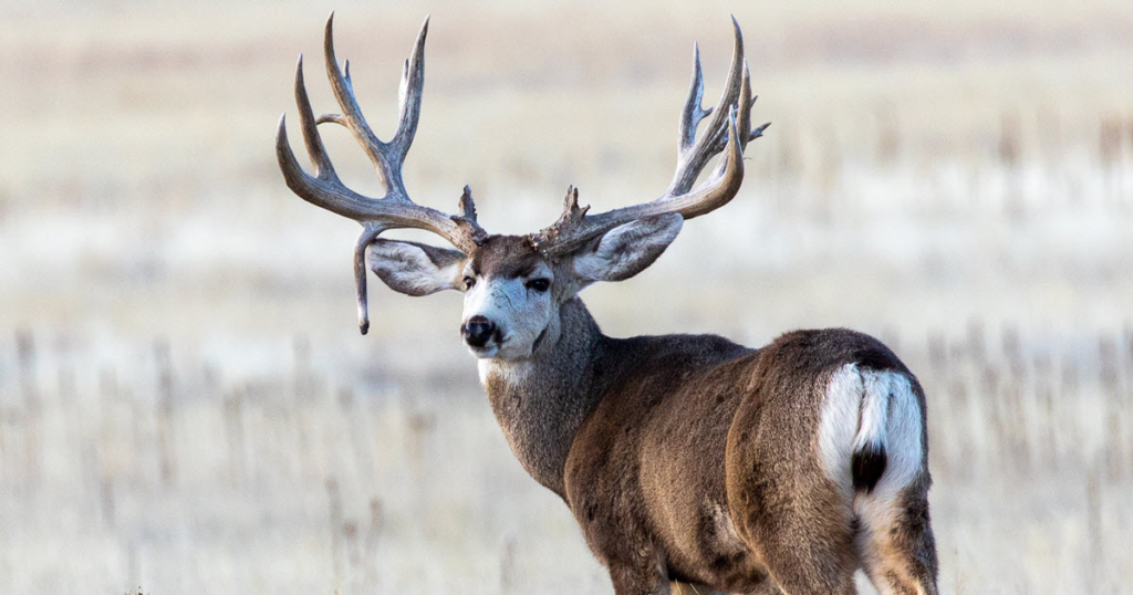 Brow Tine Deer: Things to Know