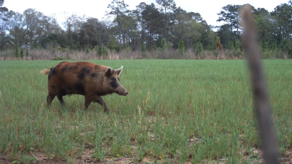Hogs Hunting In Florida