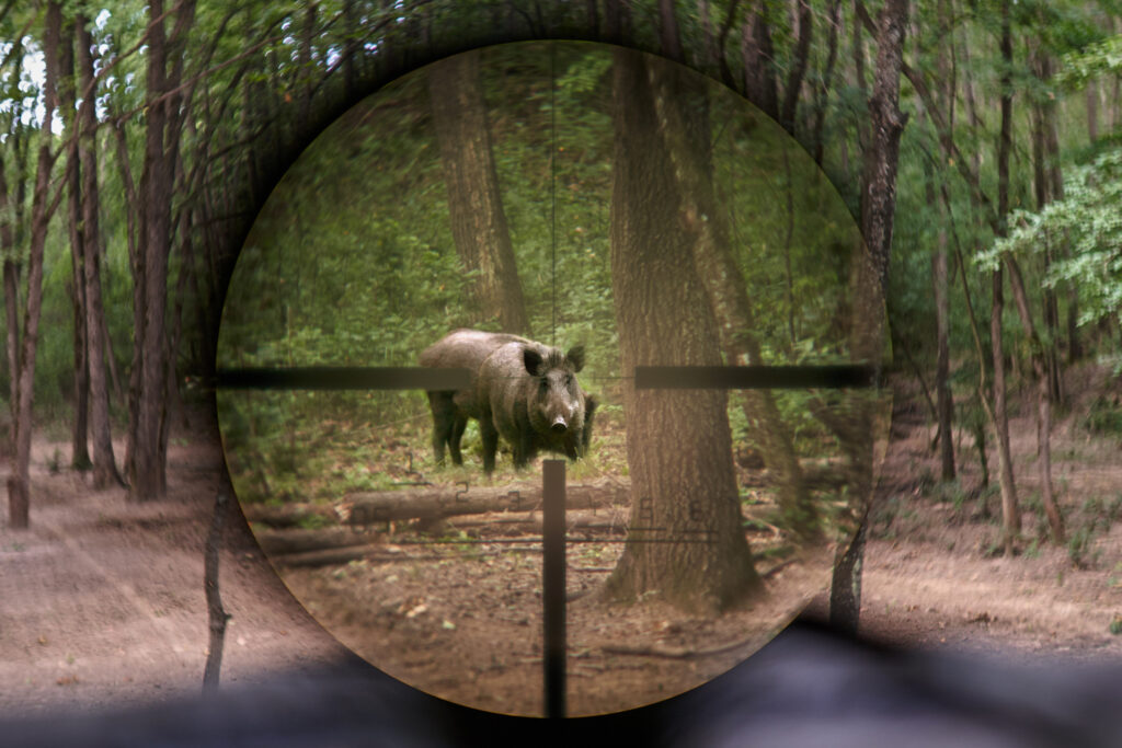 Hunt Hogs During the Day
