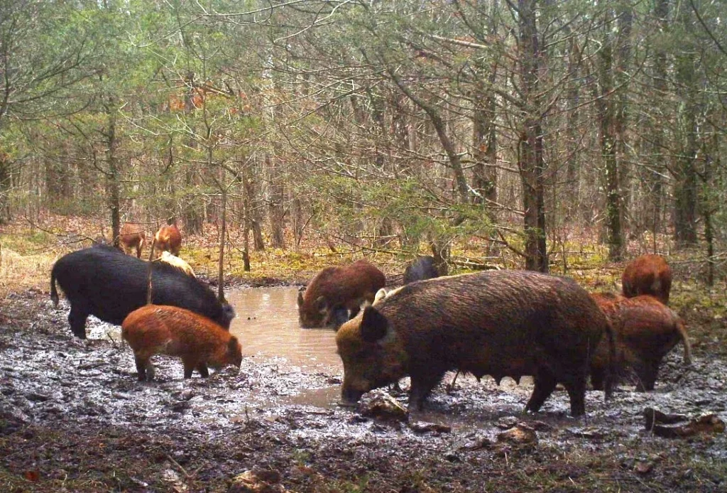 Hogs Hunting Location

