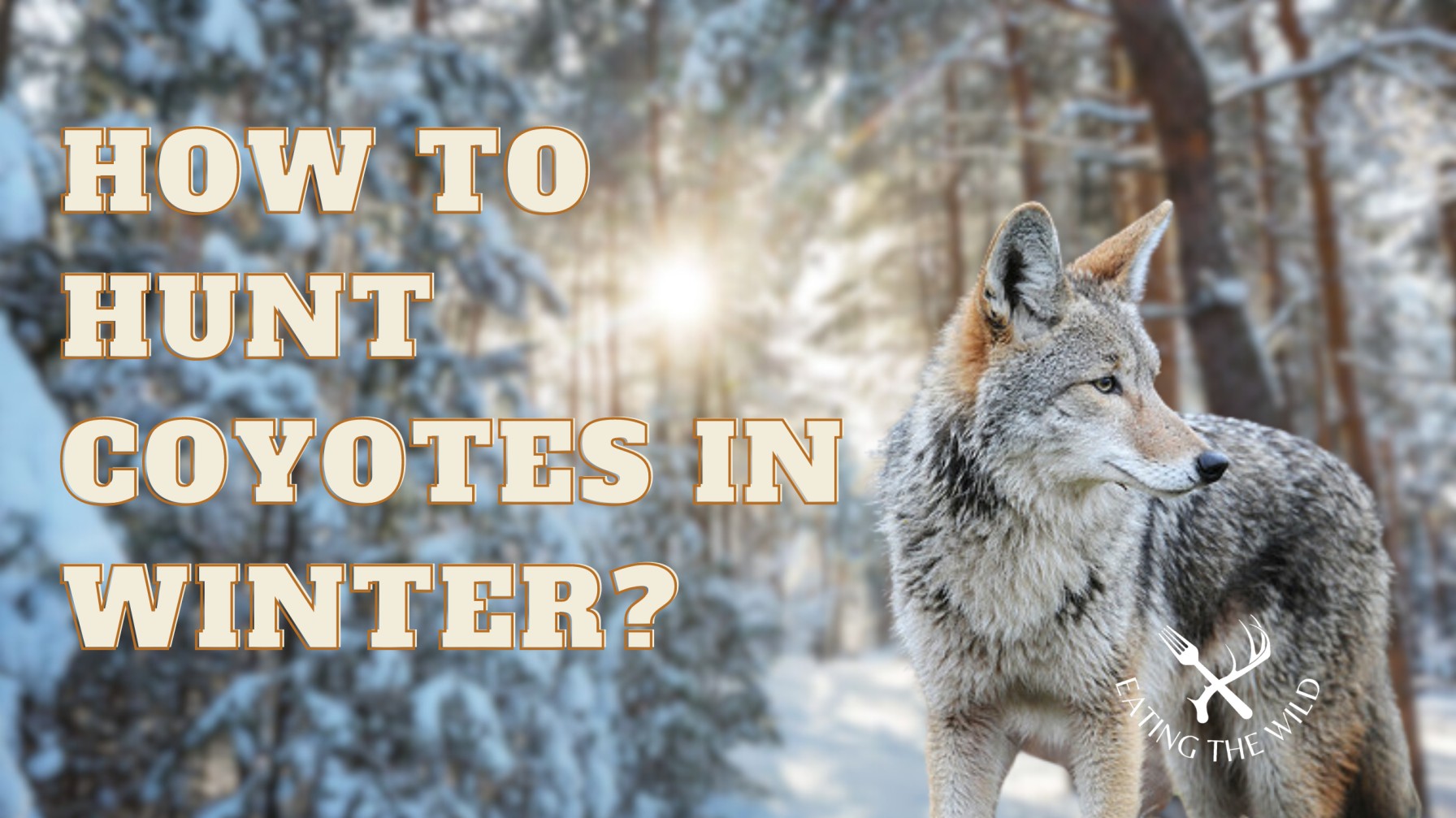 Best-Time-to-Hunt-Coyotes-1