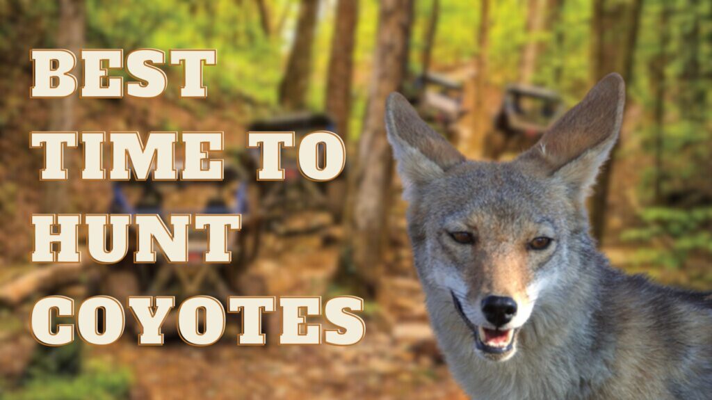 Best Time to Hunt Coyotes