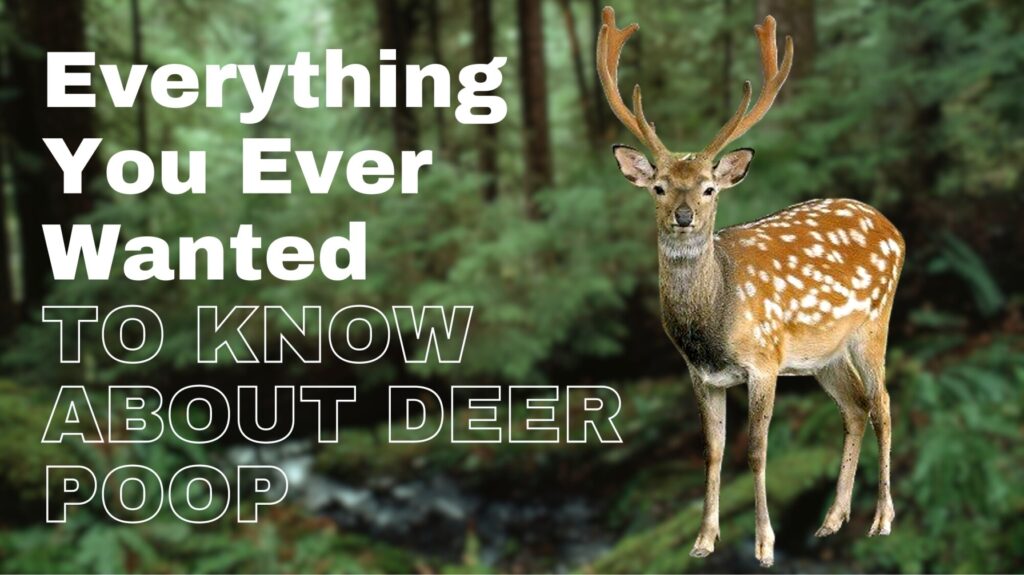 Everything You Ever Wanted to Know About Deer Poop