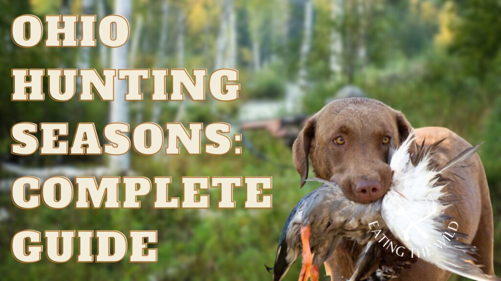 Ohio Hunting Seasons: A Comprehensive Guide