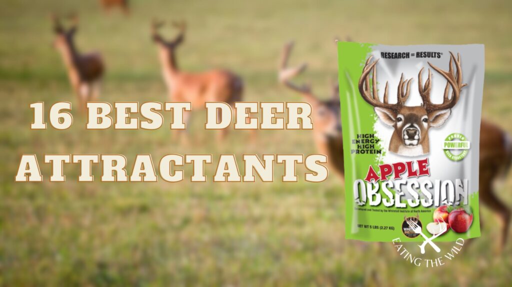 16 Best Deer Attractants