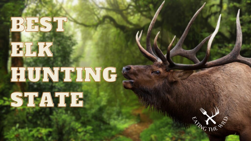 Best Elk Hunting State