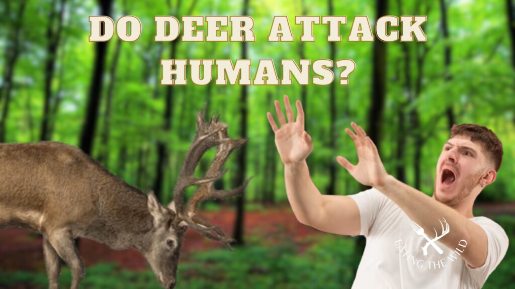 Do Deer Attack Humans