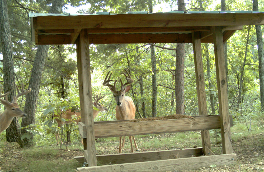 Wooden-Deer-Trough-1