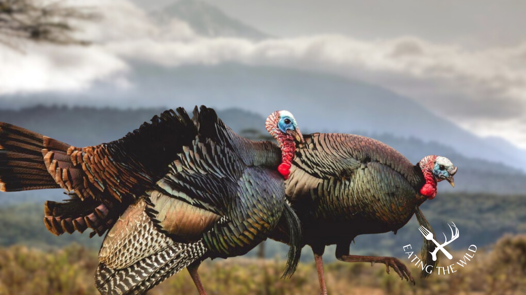 Hunting-Seasons-in-South-Carolina-4