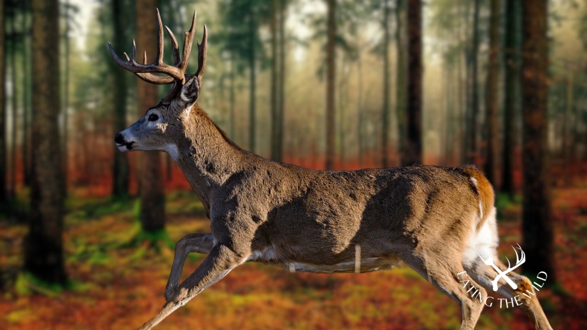 Hunting-Seasons-in-Mississippi-2