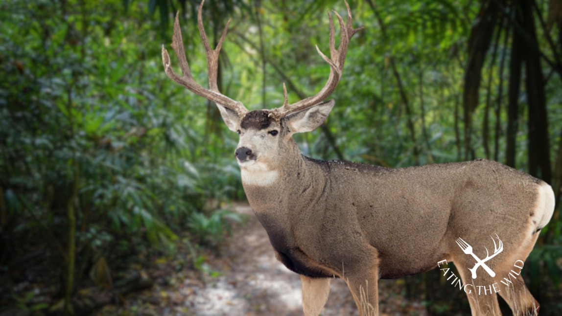 Hunting-Seasons-in-Nevada-4