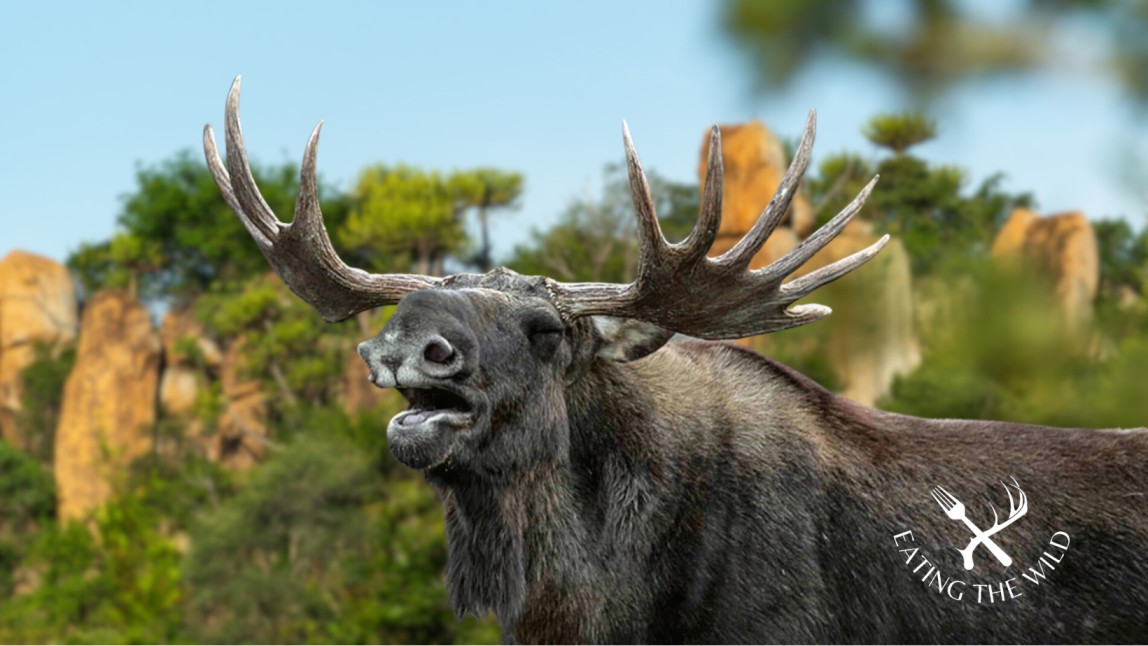 Moose-Hunting-Season-in-New-Hampshire