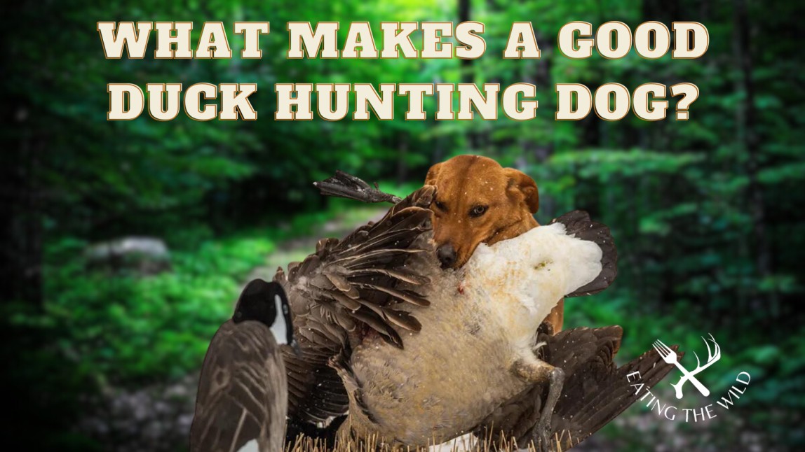 The-Best-Duck-Hunting-Dogs-1