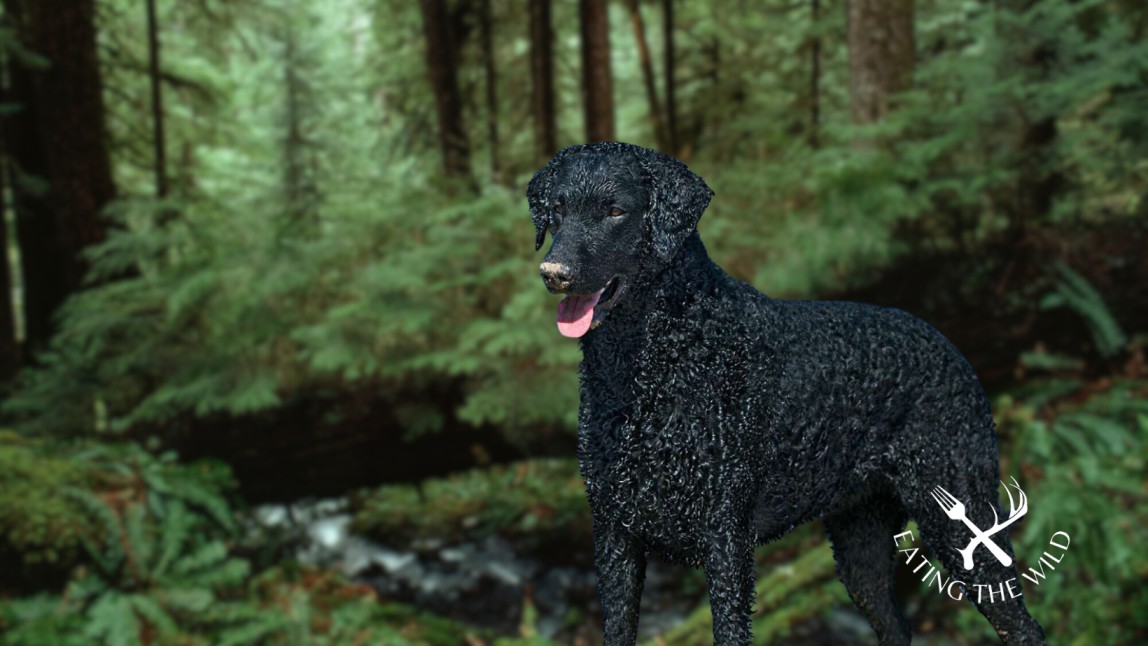 The-Best-Duck-Hunting-Dogs-10