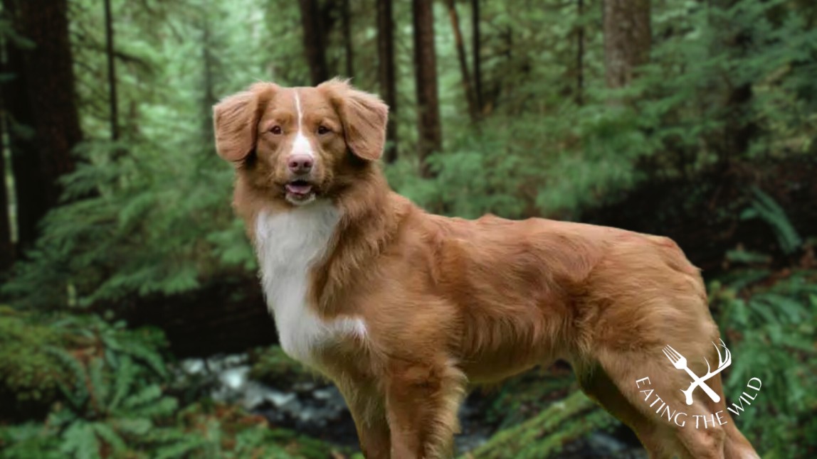 The-Best-Duck-Hunting-Dogs-12