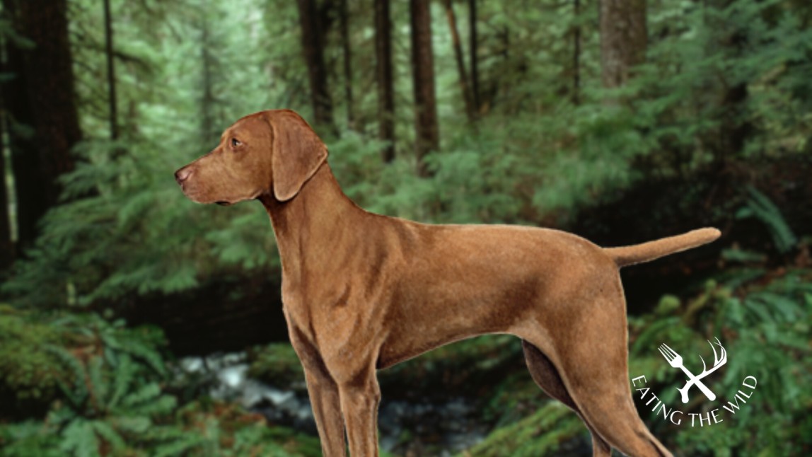 The-Best-Duck-Hunting-Dogs-13