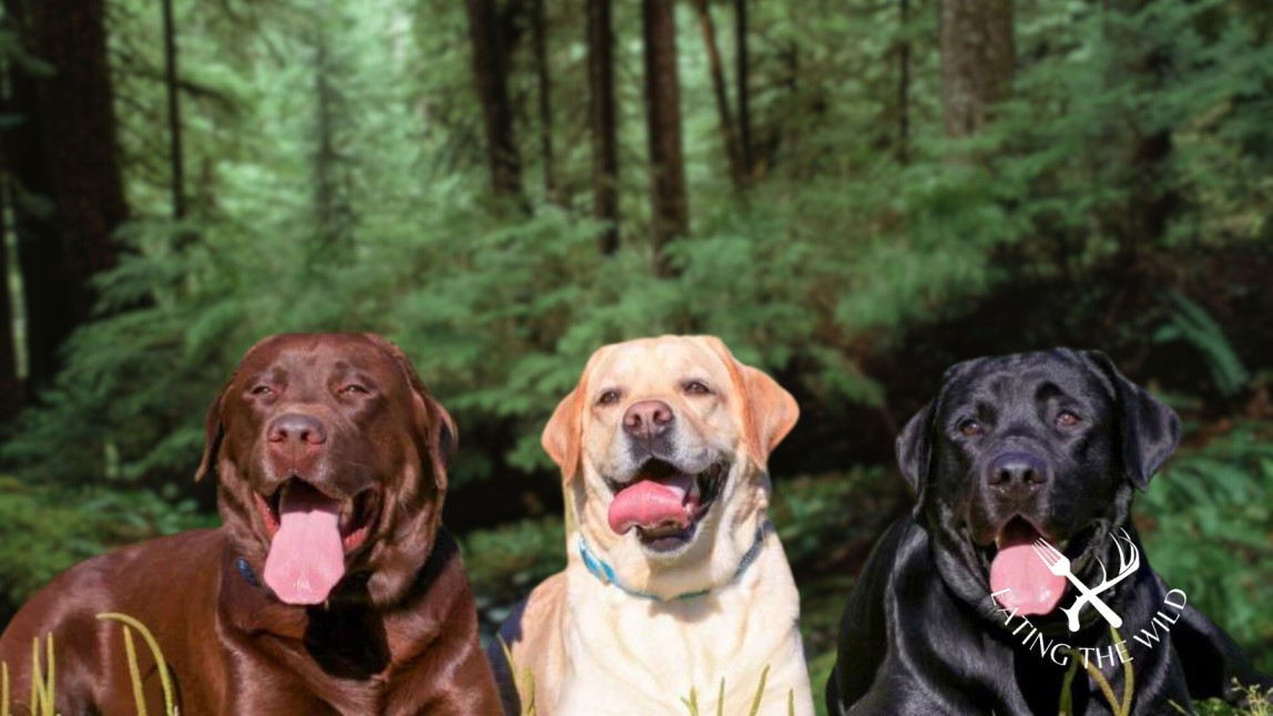 The-Best-Duck-Hunting-Dogs-2
