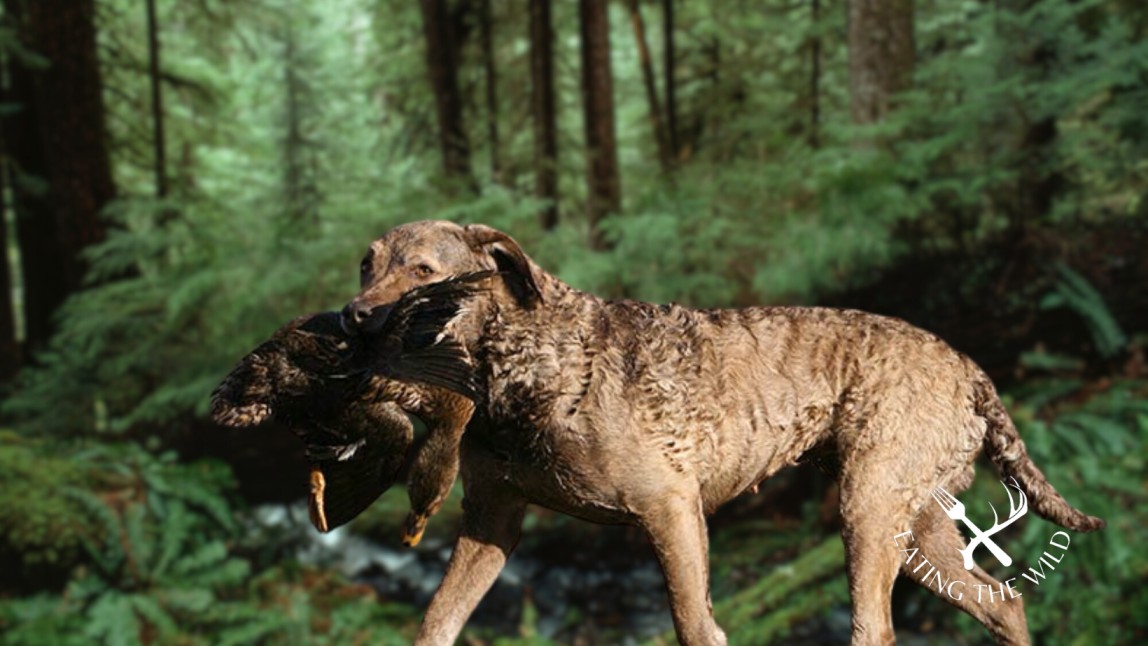 The-Best-Duck-Hunting-Dogs-3