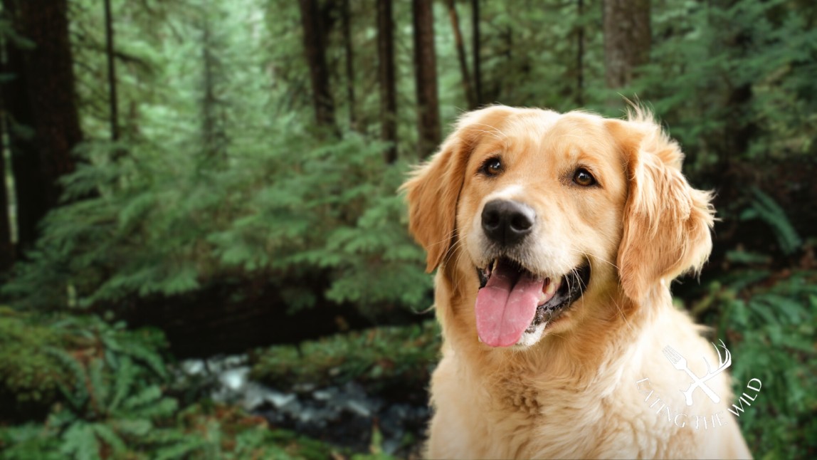 The-Best-Duck-Hunting-Dogs-4
