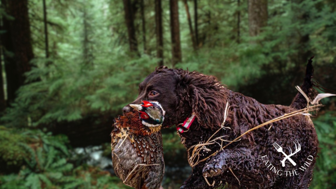 The-Best-Duck-Hunting-Dogs-5