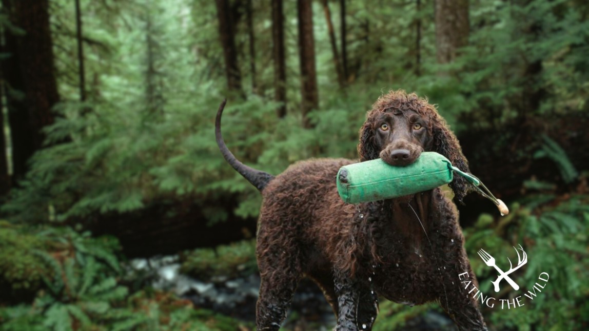 The-Best-Duck-Hunting-Dogs-6