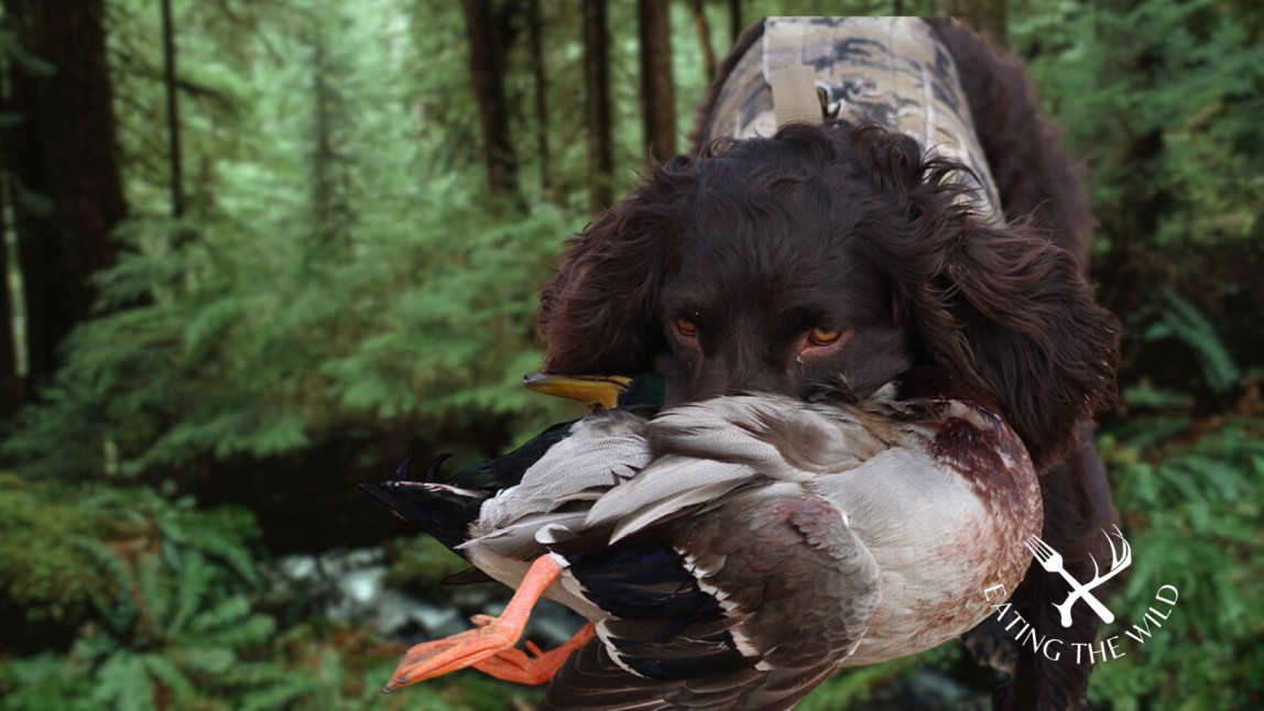 The-Best-Duck-Hunting-Dogs-7