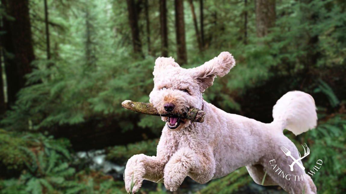 The-Best-Duck-Hunting-Dogs-8