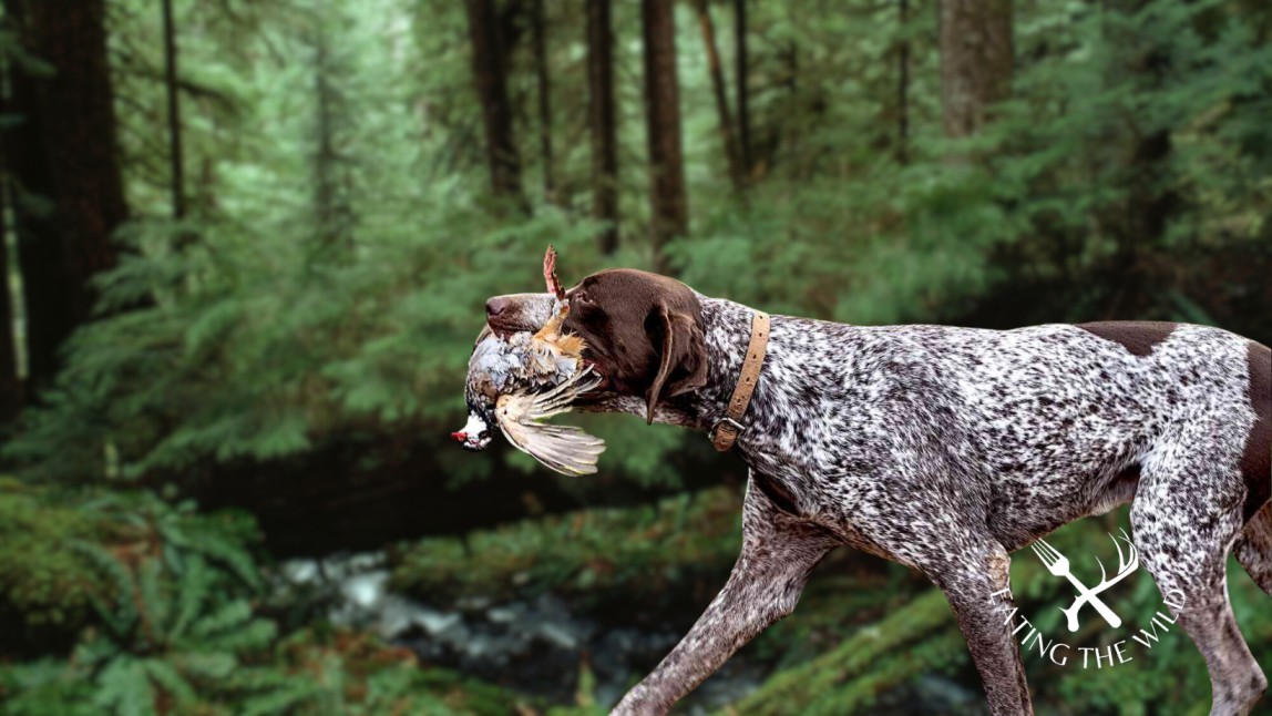 The-Best-Duck-Hunting-Dogs-9