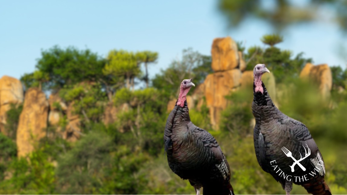 Wild-Turkey-Hunting-Season-in-New-Hampshire