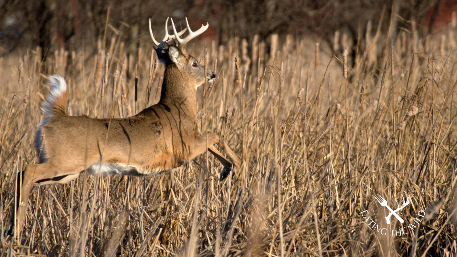 how fast does a deer run how fast does a deer run