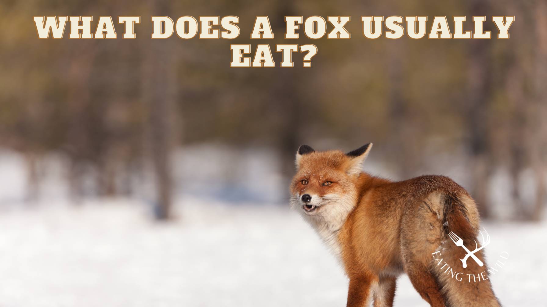 do fox eat deer do fox eat deer